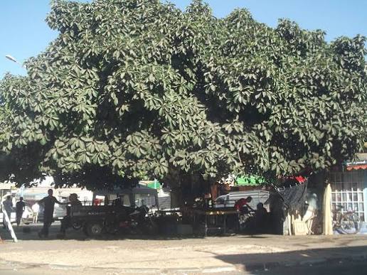 كرمة بوشريط… ذاكرة مدينة وفضاء لا يموت في قلب الجديدة